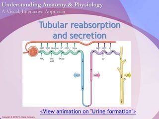Understanding Anatomy & Physiology 
A Visual, Interactive Approach 
Copyright © 2012 F.A. Davis Company 
Tubular reabsorption 
and secretion 
<View animation on "Urine formation"> 
 