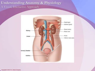 Understanding Anatomy & Physiology 
A Visual, Interactive Approach 
Copyright © 2012 F.A. Davis Company 
 