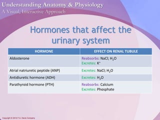 Understanding Anatomy & Physiology 
A Visual, Interactive Approach 
Hormones that affect the 
Copyright © 2012 F.A. Davis Company 
urinary system 
HORMONE EFFECT ON RENAL TUBULE 
Aldosterone Reabsorbs: NaCl; H2O 
Excretes: K+ 
Atrial natriuretic peptide (ANP) Excretes: NaCl; H2O 
Antidiuretic hormone (ADH) Excretes: H2O 
Parathyroid hormone (PTH) Reabsorbs: Calcium 
Excretes: Phosphate 
 