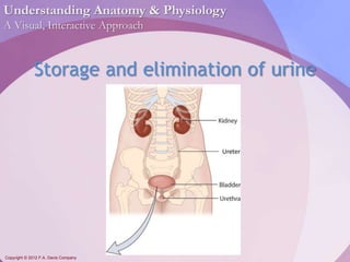 Understanding Anatomy & Physiology 
A Visual, Interactive Approach 
Storage and elimination of urine 
Copyright © 2012 F.A. Davis Company 
Ureter 
 