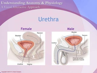 Understanding Anatomy & Physiology 
A Visual, Interactive Approach 
Copyright © 2012 F.A. Davis Company 
Urethra 
Female Male 
 