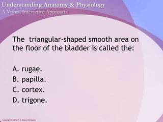 Understanding Anatomy & Physiology 
A Visual, Interactive Approach 
The triangular-shaped smooth area on 
the floor of the bladder is called the: 
A. rugae. 
B. papilla. 
C. cortex. 
D. trigone. 
Copyright © 2012 F.A. Davis Company 
 