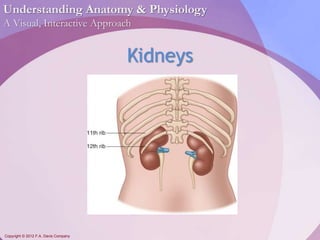 Understanding Anatomy & Physiology 
A Visual, Interactive Approach 
Copyright © 2012 F.A. Davis Company 
Kidneys 
 