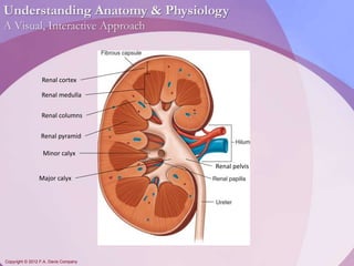 Understanding Anatomy & Physiology 
A Visual, Interactive Approach 
Renal cortex 
Renal medulla 
Renal columns 
Renal pyramid 
Minor calyx 
Major calyx 
Copyright © 2012 F.A. Davis Company 
Renal pelvis 
 