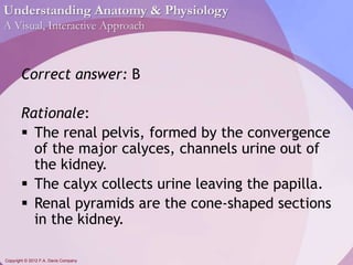 Understanding Anatomy & Physiology 
A Visual, Interactive Approach 
Correct answer: B 
Rationale: 
 The renal pelvis, formed by the convergence 
of the major calyces, channels urine out of 
the kidney. 
 The calyx collects urine leaving the papilla. 
 Renal pyramids are the cone-shaped sections 
in the kidney. 
Copyright © 2012 F.A. Davis Company 
 