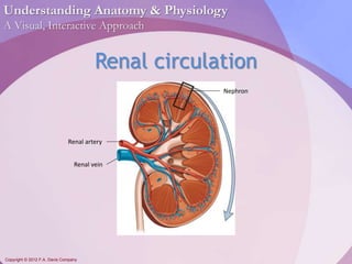 Understanding Anatomy & Physiology 
A Visual, Interactive Approach 
Copyright © 2012 F.A. Davis Company 
Renal circulation 
Renal artery 
Renal vein 
Nephron 
 