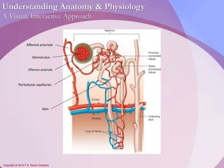Understanding Anatomy & Physiology 
A Visual, Interactive Approach 
Afferent arteriole 
Glomerulus 
Efferent arteriole 
Peritubular capillaries 
Vein 
Copyright © 2012 F.A. Davis Company 
 