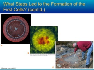 © Cengage Learning 2015
What Steps Led to the Formation of the
First Cells? (cont’d.)
A
B
C
 