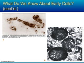 © Cengage Learning 2015
What Do We Know About Early Cells?
(cont’d.)
A
B
 