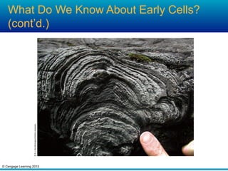 © Cengage Learning 2015
What Do We Know About Early Cells?
(cont’d.)
 