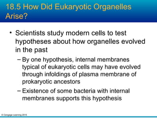 © Cengage Learning 2015
18.5 How Did Eukaryotic Organelles
Arise?
• Scientists study modern cells to test
hypotheses about how organelles evolved
in the past
– By one hypothesis, internal membranes
typical of eukaryotic cells may have evolved
through infoldings of plasma membrane of
prokaryotic ancestors
– Existence of some bacteria with internal
membranes supports this hypothesis
 