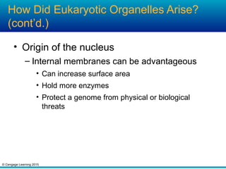 © Cengage Learning 2015
How Did Eukaryotic Organelles Arise?
(cont’d.)
• Origin of the nucleus
– Internal membranes can be advantageous
• Can increase surface area
• Hold more enzymes
• Protect a genome from physical or biological
threats
 