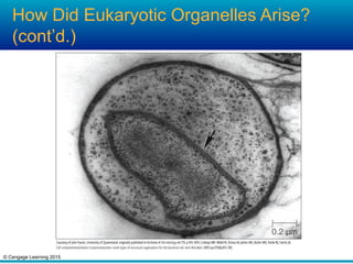 © Cengage Learning 2015
How Did Eukaryotic Organelles Arise?
(cont’d.)
 