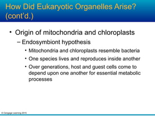 © Cengage Learning 2015
How Did Eukaryotic Organelles Arise?
(cont’d.)
• Origin of mitochondria and chloroplasts
– Endosymbiont hypothesis
• Mitochondria and chloroplasts resemble bacteria
• One species lives and reproduces inside another
• Over generations, host and guest cells come to
depend upon one another for essential metabolic
processes
 