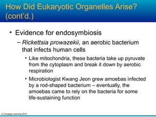 © Cengage Learning 2015
How Did Eukaryotic Organelles Arise?
(cont’d.)
• Evidence for endosymbiosis
– Rickettsia prowazekii, an aerobic bacterium
that infects human cells
• Like mitochondria, these bacteria take up pyruvate
from the cytoplasm and break it down by aerobic
respiration
• Microbiologist Kwang Jeon grew amoebas infected
by a rod-shaped bacterium – eventually, the
amoebas came to rely on the bacteria for some
life-sustaining function
 