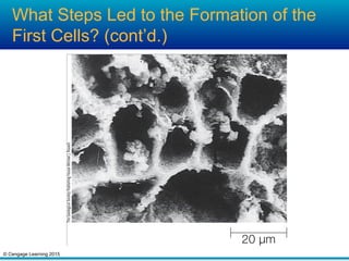 © Cengage Learning 2015
What Steps Led to the Formation of the
First Cells? (cont’d.)
 