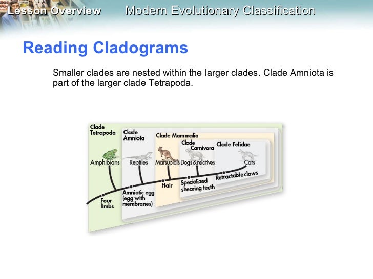 class reptilia and clade reptilia venn diagram magdalene use the venn diagram to compare and contrast the definitions of the linnaean class