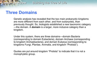 Three Domains Genetic analysis has revealed that the two main prokaryotic kingdoms are more different from each other, and from eukaryotes, than previously thought. So, biologists established a new taxonomic category—the domain. A  domain  is a larger, more inclusive category than a kingdom. Under this system, there are three domains—domain Bacteria (corresponding to domain Eubacteria), domain Archaea (corresponding to kingdom Archaebacteria), and domain Eukarya (corresponding to kingdoms Fungi, Plantae, Animalia, and kingdom “Protista”). Quotes are put around kingdom “Protista” to indicate that it is not a monophyletic group. 