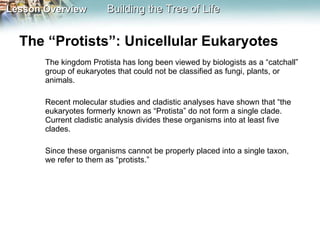 The “Protists”: Unicellular Eukaryotes  The kingdom Protista has long been viewed by biologists as a “catchall” group of eukaryotes that could not be classified as fungi, plants, or animals. Recent molecular studies and cladistic analyses have shown that “the eukaryotes formerly known as “Protista” do not form a single clade. Current cladistic analysis divides these organisms into at least five clades.  Since these organisms cannot be properly placed into a single taxon, we refer to them as “protists.”  