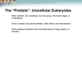 The “Protists”: Unicellular Eukaryotes  Most “protists” are unicellular, but one group, the brown algae, is multicellular.  Some “protists” are photosynthetic, while others are heterotrophic.  Some display characters that resemble those of fungi, plants, or animals.  