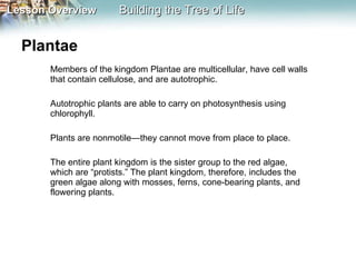 Plantae  Members of the kingdom Plantae are multicellular, have cell walls that contain cellulose, and are autotrophic.  Autotrophic plants are able to carry on photosynthesis using chlorophyll.  Plants are nonmotile—they cannot move from place to place.  The entire plant kingdom is the sister group to the red algae, which are “protists.” The plant kingdom, therefore, includes the green algae along with mosses, ferns, cone-bearing plants, and flowering plants. 