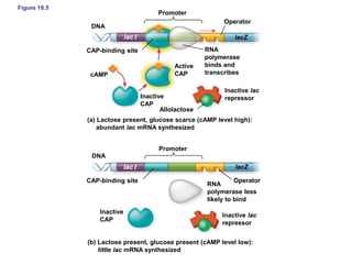 Figure 18.5
Promoter
DNA
Operator
Promoter
DNA
CAP-binding site
cAMP
Active
CAP
Inactive
CAP
RNA
polymerase
binds and
transcribes
lac I
lac I
Allolactose
Inactive lac
repressor
(a) Lactose present, glucose scarce (cAMP level high):
abundant lac mRNA synthesized
lacZ
lacZ
CAP-binding site
RNA
polymerase less
likely to bind
Operator
Inactive
CAP
Inactive lac
repressor
(b) Lactose present, glucose present (cAMP level low):
little lac mRNA synthesized
 