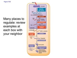 Figure 18.6 Signal
Chromatin
DNA
Gene available for transcription
RNA Exon
Intron
Cap
Primary
transcript
Tail
mRNA in nucleus
NUCLEUS
Transcription
RNA processing
Transport to
cytoplasm
Chromatin
modification:
DNA unpacking
CYTOPLASM
mRNA in cytoplasm
TranslationDegradation
of mRNA
Polypeptide
Protein processing
Active protein
Degradation
of protein
Transport to cellular
destination
Cellular function
(such as enzymatic
activity or structural
support)
Many places to
regulate: review
examples at
each box with
your neighbor
 