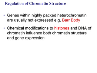 Regulation of Chromatin Structure
• Genes within highly packed heterochromatin
are usually not expressed e.g. Barr Body
• Chemical modifications to histones and DNA of
chromatin influence both chromatin structure
and gene expression
 