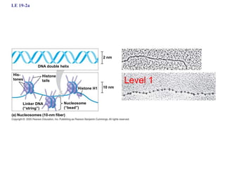 LE 19-2a
DNA double helix
Histone
tails
His-
tones
Linker DNA
(“string”)
Nucleosome
(“bead”)
10 nm
2 nm
Histone H1
Nucleosomes (10-nm fiber)
Level 1
 