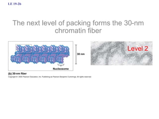 LE 19-2b
30 nm
Nucleosome
30-nm fiber
The next level of packing forms the 30-nm
chromatin fiber
Level 2
 