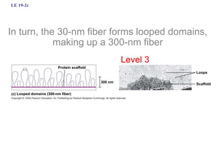LE 19-2c
300 nm
Loops
Scaffold
Protein scaffold
Looped domains (300-nm fiber)
In turn, the 30-nm fiber forms looped domains,
making up a 300-nm fiber
Level 3
 