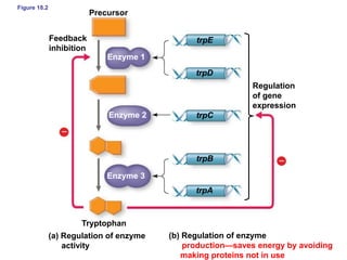 Figure 18.2
Precursor
Feedback
inhibition
Tryptophan
(b) Regulation of enzyme
production—saves energy by avoiding
making proteins not in use
(a) Regulation of enzyme
activity
Regulation
of gene
expression
trpE
trpD
trpC
trpB
trpA
Enzyme 1
Enzyme 2
Enzyme 3
 
