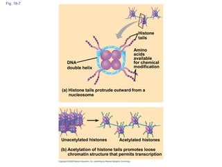 Fig. 18-7
Histone
tails
DNA
double helix
(a) Histone tails protrude outward from a
nucleosome
Acetylated histones
Amino
acids
available
for chemical
modification
(b) Acetylation of histone tails promotes loose
chromatin structure that permits transcription
Unacetylated histones
 