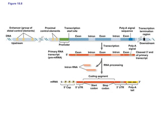 Figure 18.8
Enhancer (group of
distal control elements)
Proximal
control elements
Transcription
start site
Promoter
Exon
ExonPrimary RNA
transcript
(pre-mRNA)
Intron
Intron
Exon
Exon
Intron
Intron
Exon
Exon
Poly-A signal
sequence
Transcription
termination
region
Downstream
Poly-A
signal
Cleaved 3′ end
of primary
transcript
5′
3′
Transcription
Upstream
DNA
Intron RNA
RNA processing
Coding segment
Start
codon
Stop
codon 3′ UTR Poly-A
tail
AAA⋯AAAmRNA
5′ Cap 5′ UTR
G P P P
 