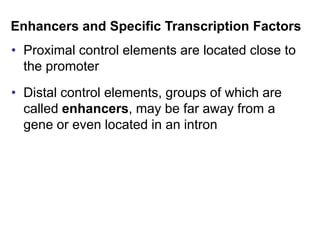 • Proximal control elements are located close to
the promoter
• Distal control elements, groups of which are
called enhancers, may be far away from a
gene or even located in an intron
Enhancers and Specific Transcription Factors
 