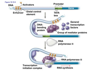 Figure 18.10-3
DNA Activators Promoter
Enhancer Distal control
element
TATA
box
Gene
DNA-
bending
protein
Group of mediator proteins
General
transcription
factors
RNA
polymerase II
RNA polymerase II
RNA synthesis
Transcription
initiation complex
 