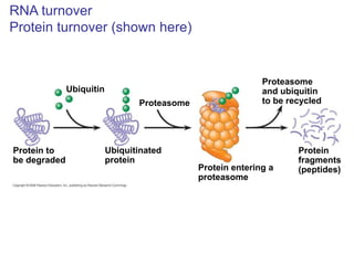 RNA turnover
Protein turnover (shown here)
Proteasome
and ubiquitin
to be recycledProteasome
Protein
fragments
(peptides)Protein entering a
proteasome
Ubiquitinated
protein
Protein to
be degraded
Ubiquitin
 
