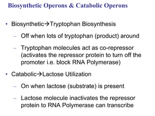 Biosynthetic Operons & Catabolic Operons
• BiosyntheticTryptophan Biosynthesis
– Off when lots of tryptophan (product) around
– Tryptophan molecules act as co-repressor
(activates the repressor protein to turn off the
promoter i.e. block RNA Polymerase)
• CatabolicLactose Utilization
– On when lactose (substrate) is present
– Lactose molecule inactivates the repressor
protein to RNA Polymerase can transcribe
 