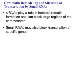 Chromatin Remodeling and Silencing of
Transcription by Small RNAs
• siRNAs play a role in heterochromatin
formation and can block large regions of the
chromosome
• Small RNAs may also block transcription of
specific genes
 