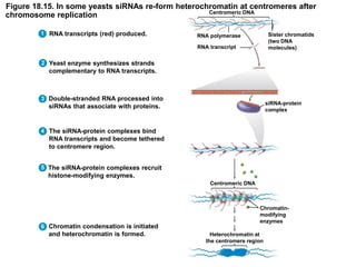 Figure 18.15. In some yeasts siRNAs re-form heterochromatin at centromeres after
chromosome replication
RNA transcripts (red) produced.
Yeast enzyme synthesizes strands
complementary to RNA transcripts.
Double-stranded RNA processed into
siRNAs that associate with proteins.
The siRNA-protein complexes recruit
histone-modifying enzymes.
The siRNA-protein complexes bind
RNA transcripts and become tethered
to centromere region.
Chromatin condensation is initiated
and heterochromatin is formed.
1
2
3
4
5
6
Centromeric DNA
RNA polymerase
RNA transcript
Sister chromatids
(two DNA
molecules)
siRNA-protein
complex
Centromeric DNA
Chromatin-
modifying
enzymes
Heterochromatin at
the centromere region
 