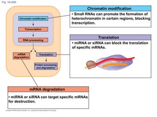 Fig. 18-UN5
Chromatin modification
RNA processing
TranslationmRNA
degradation
Protein processing
and degradation
mRNA degradation
• miRNA or siRNA can target specific mRNAs
for destruction.
• miRNA or siRNA can block the translation
of specific mRNAs.
Transcription
• Small RNAs can promote the formation of
heterochromatin in certain regions, blocking
transcription.
Chromatin modification
Translation
 