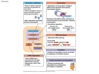 Summary
• Genes in highly compacted
chromatin are generally not
transcribed.
Chromatin modification
• DNA methylation generally
reduces transcription.
• Histone acetylation seems to
loosen chromatin structure,
enhancing transcription.
Chromatin modification
Transcription
RNA processing
TranslationmRNA
degradation
Protein processing
and degradation
mRNA degradation
• Each mRNA has a
characteristic life span,
determined in part by
sequences in the 5 and
3 UTRs.
• Protein processing and
degradation by proteasomes
are subject to regulation.
Protein processing and degradation
• Initiation of translation can be controlled
via regulation of initiation factors.
Translation
ormRNA
Primary RNA
transcript
• Alternative RNA splicing:
RNA processing
• Coordinate regulation:
Enhancer for
liver-specific genes
Enhancer for
lens-specific genes
Bending of the DNA enables activators to
contact proteins at the promoter, initiating
transcription.
Transcription
• Regulation of transcription initiation:
DNA control elements bind specific
transcription factors.
 