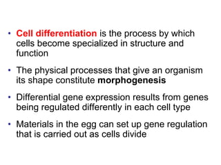 • Cell differentiation is the process by which
cells become specialized in structure and
function
• The physical processes that give an organism
its shape constitute morphogenesis
• Differential gene expression results from genes
being regulated differently in each cell type
• Materials in the egg can set up gene regulation
that is carried out as cells divide
 