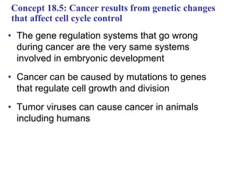 Concept 18.5: Cancer results from genetic changes
that affect cell cycle control
• The gene regulation systems that go wrong
during cancer are the very same systems
involved in embryonic development
• Cancer can be caused by mutations to genes
that regulate cell growth and division
• Tumor viruses can cause cancer in animals
including humans
 