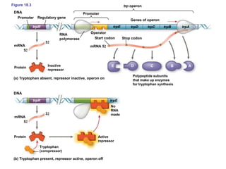 Figure 18.3
Promoter
DNA
trpR
Regulatory gene
RNA
polymerase
mRNA
5
3
Protein
Inactive
repressor
mRNA 5
(a) Tryptophan absent, repressor inactive, operon on
DNA
mRNA
Protein Active
repressor
No
RNA
made
Promoter
trp operon
Genes of operon
trpE trpD trpC trpB trpA
Operator
Start codon Stop codon
trpR trpE
Tryptophan
(corepressor)
(b) Tryptophan present, repressor active, operon off
3
5
Polypeptide subunits
that make up enzymes
for tryptophan synthesis
E D C B A
 