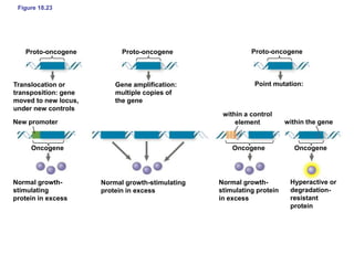 Figure 18.23
Proto-oncogene Proto-oncogene Proto-oncogene
Point mutation:Gene amplification:
multiple copies of
the gene
Translocation or
transposition: gene
moved to new locus,
under new controls
New promoter
Oncogene Oncogene Oncogene
within the gene
within a control
element
Normal growth-
stimulating
protein in excess
Normal growth-stimulating
protein in excess
Normal growth-
stimulating protein
in excess
Hyperactive or
degradation-
resistant
protein
 