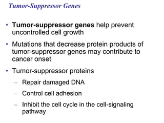 Tumor-Suppressor Genes
• Tumor-suppressor genes help prevent
uncontrolled cell growth
• Mutations that decrease protein products of
tumor-suppressor genes may contribute to
cancer onset
• Tumor-suppressor proteins
– Repair damaged DNA
– Control cell adhesion
– Inhibit the cell cycle in the cell-signaling
pathway
 