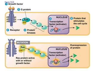 Figure 18.24
G protein
Growth factor
Receptor Protein
kinases
Transcription
factor (activator)
NUCLEUS Protein that
stimulates
the cell cycle
Transcription
factor (activator)
NUCLEUS
Overexpression
of protein
Ras
Ras
MUTATION
GTP
GTP
Ras protein active
with or without
growth factor.
P P
P P
P P
1
3
2
5
4
6
 