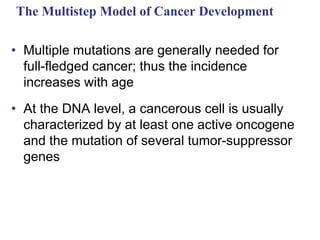 The Multistep Model of Cancer Development
• Multiple mutations are generally needed for
full-fledged cancer; thus the incidence
increases with age
• At the DNA level, a cancerous cell is usually
characterized by at least one active oncogene
and the mutation of several tumor-suppressor
genes
 