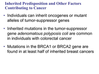 Inherited Predisposition and Other Factors
Contributing to Cancer
• Individuals can inherit oncogenes or mutant
alleles of tumor-suppressor genes
• Inherited mutations in the tumor-suppressor
gene adenomatous polyposis coli are common
in individuals with colorectal cancer
• Mutations in the BRCA1 or BRCA2 gene are
found in at least half of inherited breast cancers
 